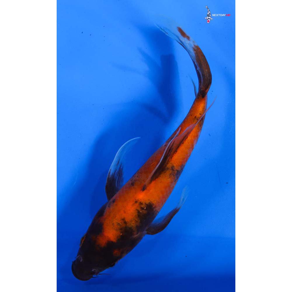 7” Imported Hi Utsuri Butterfly Koi