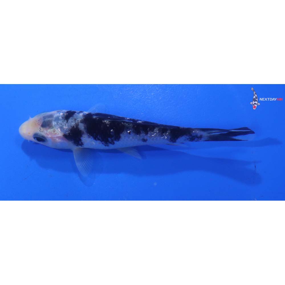 3.5” Imported Shiro Bekko