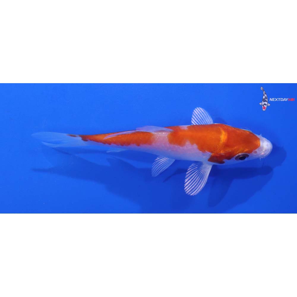 3.5” Imported Hariwake