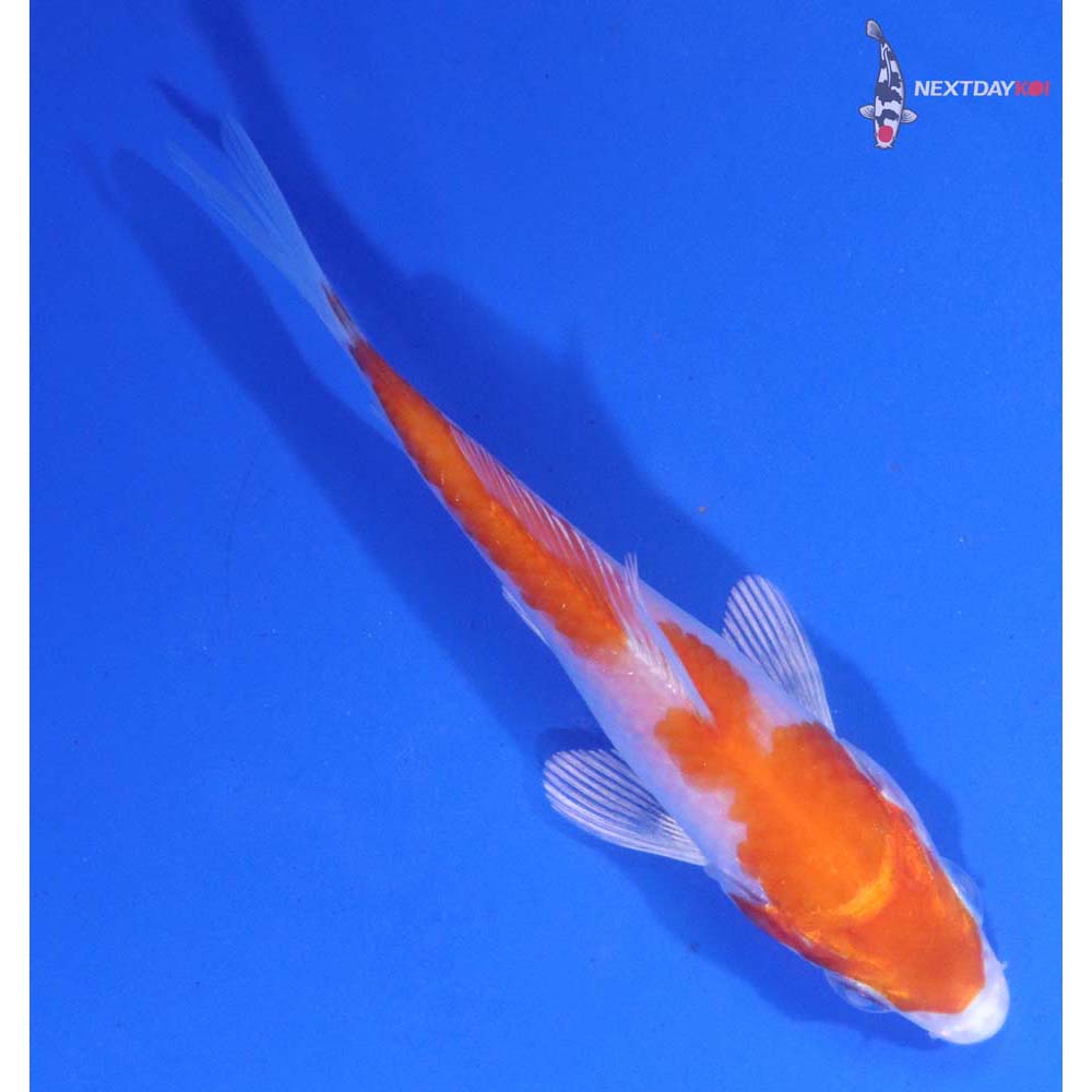 3.5” Imported Hariwake