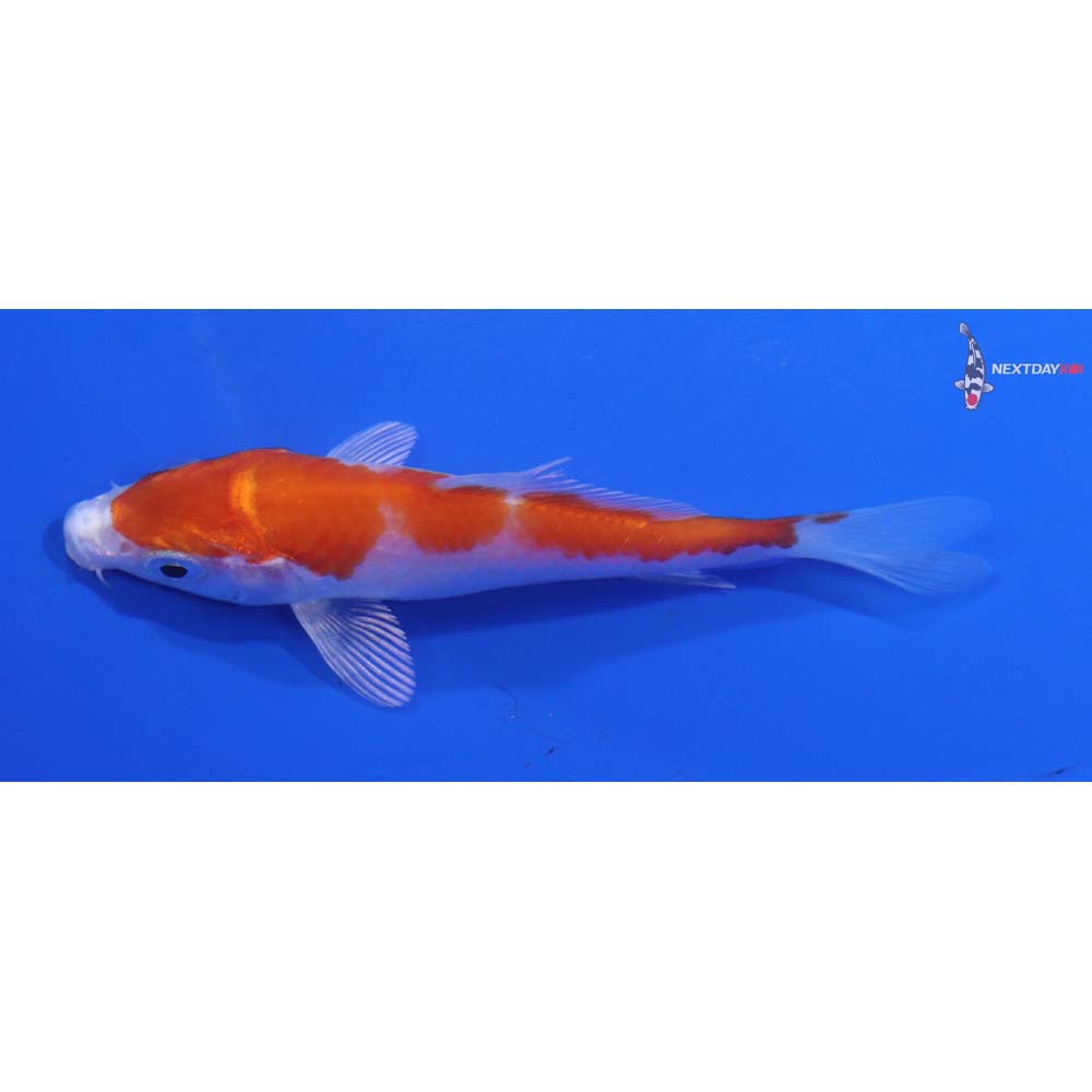 3.5” Imported Hariwake