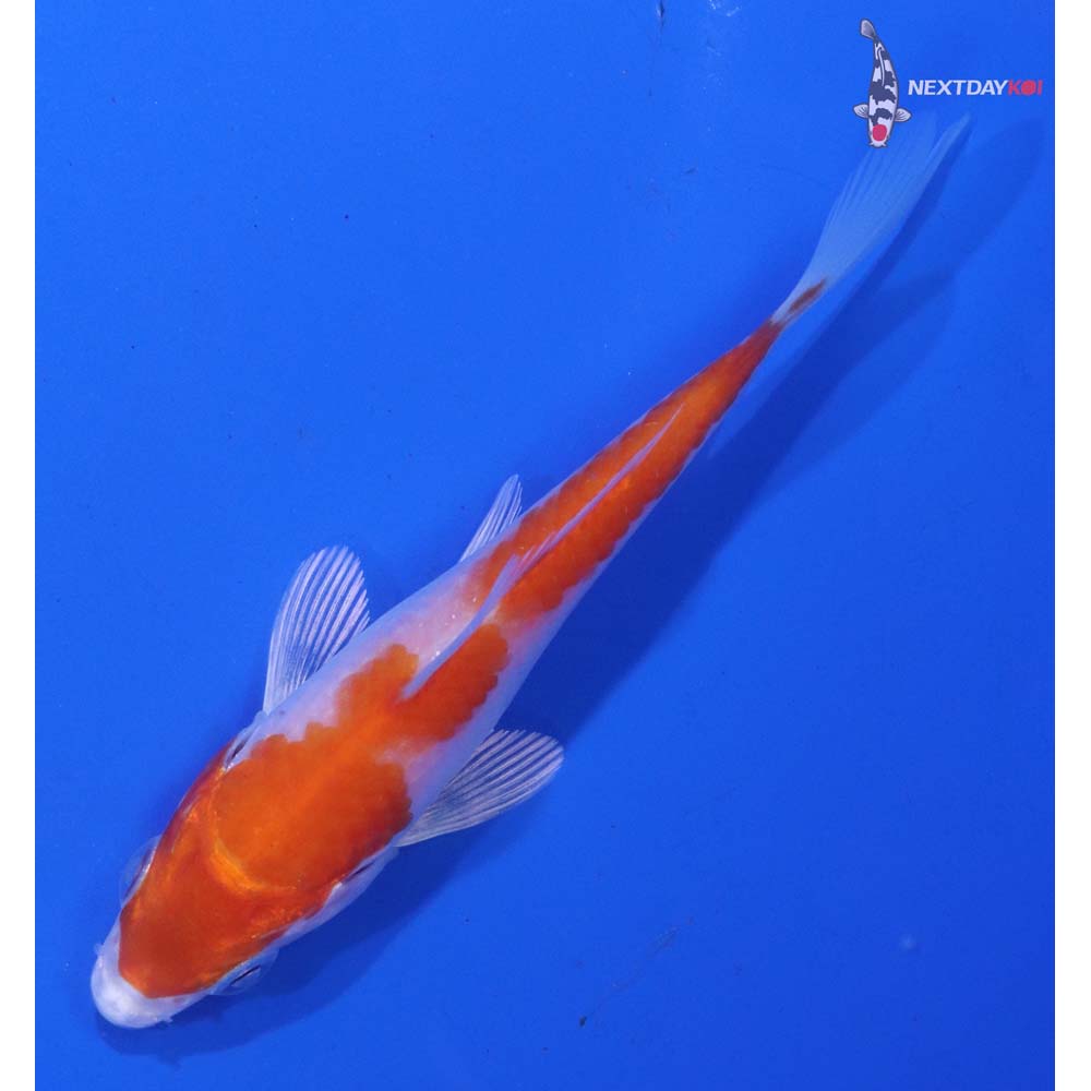 3.5” Imported Hariwake