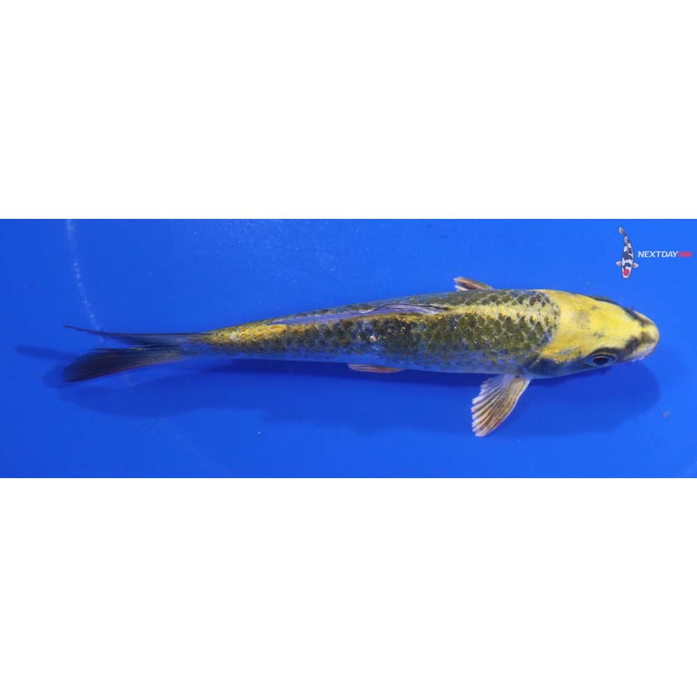 4.5” Imported Kujaku