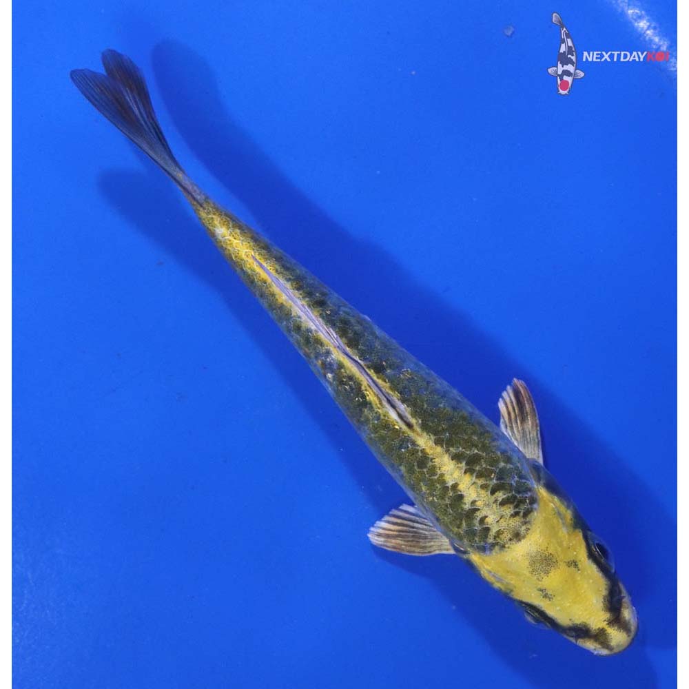 4.5” Imported Kujaku