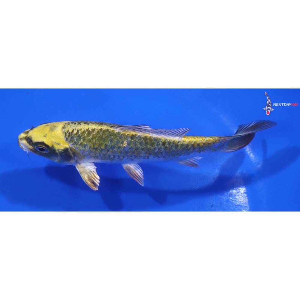 4.5” Imported Kujaku