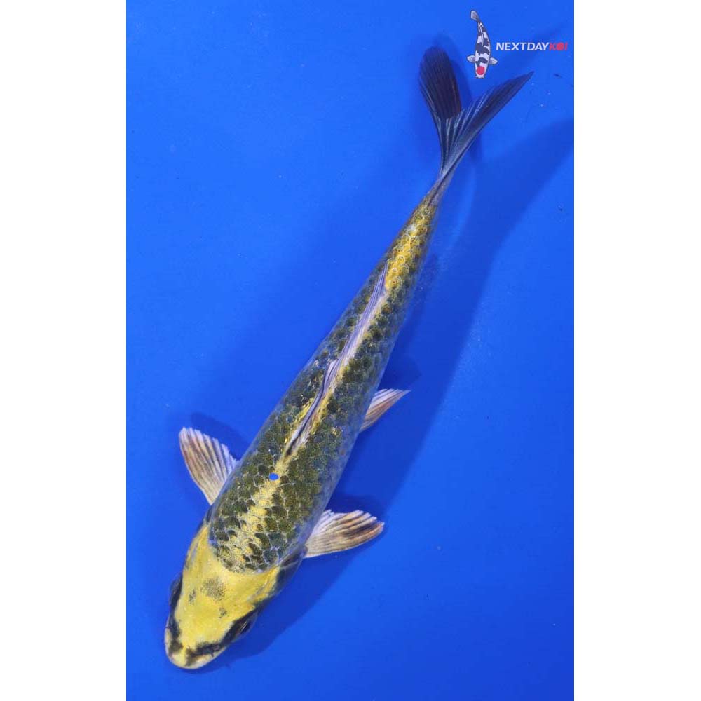4.5” Imported Kujaku