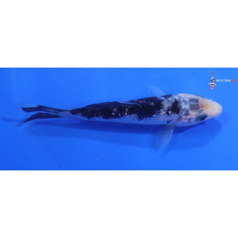 3.5” Imported Shiro Bekko