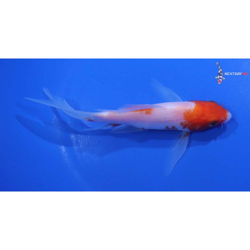 5” Imported Kohaku Butterfly Koi