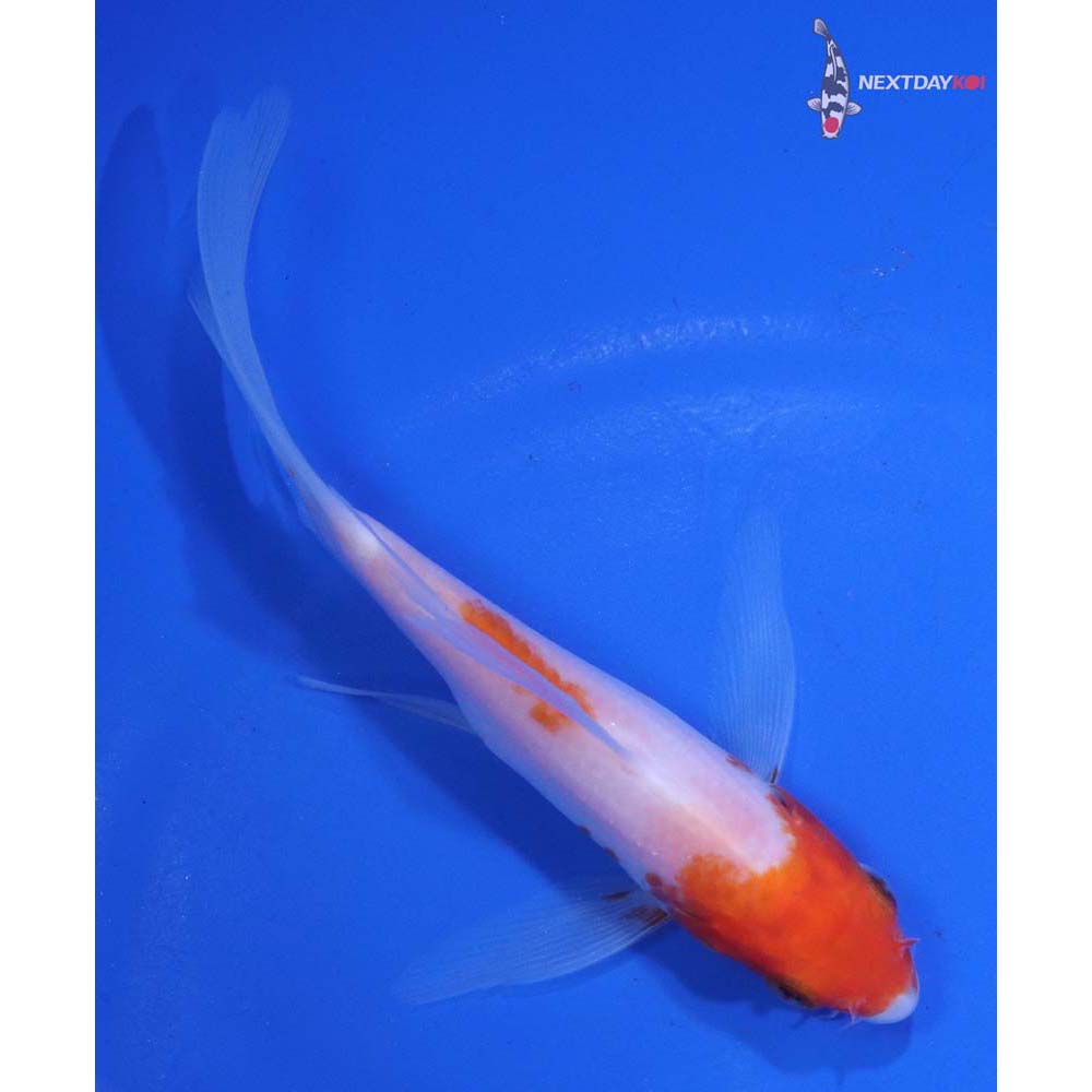 5” Imported Kohaku Butterfly Koi