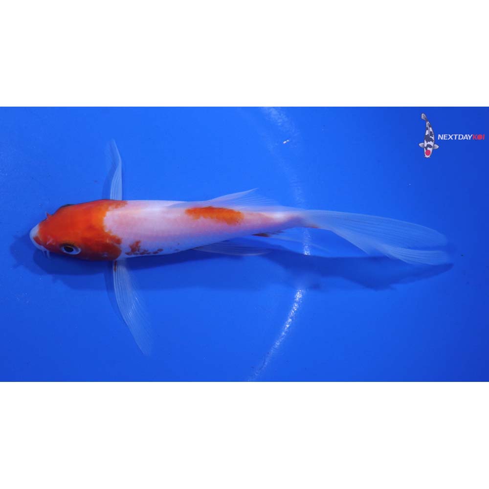 5” Imported Kohaku Butterfly Koi