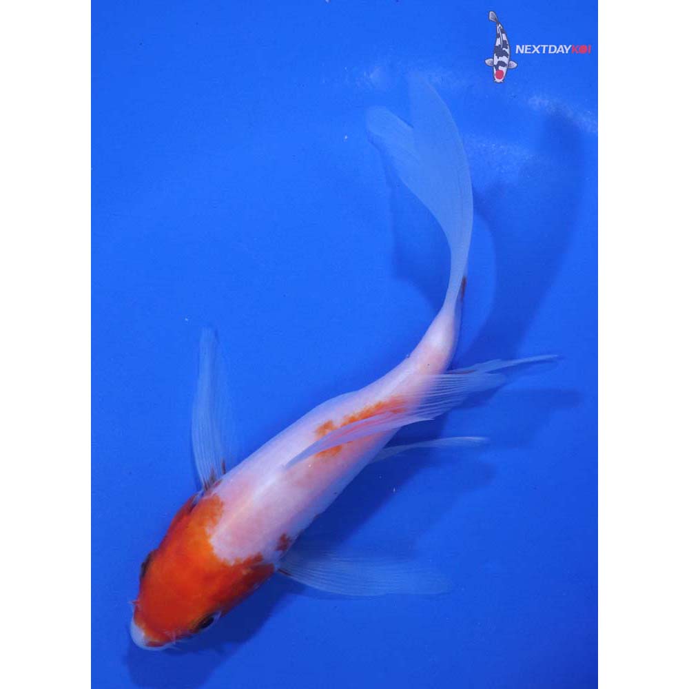 5” Imported Kohaku Butterfly Koi