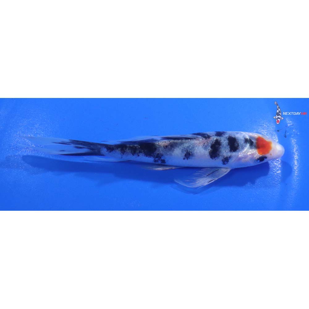 5” Imported Sanke Butterfly Koi