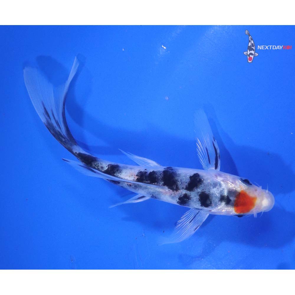 5” Imported Sanke Butterfly Koi
