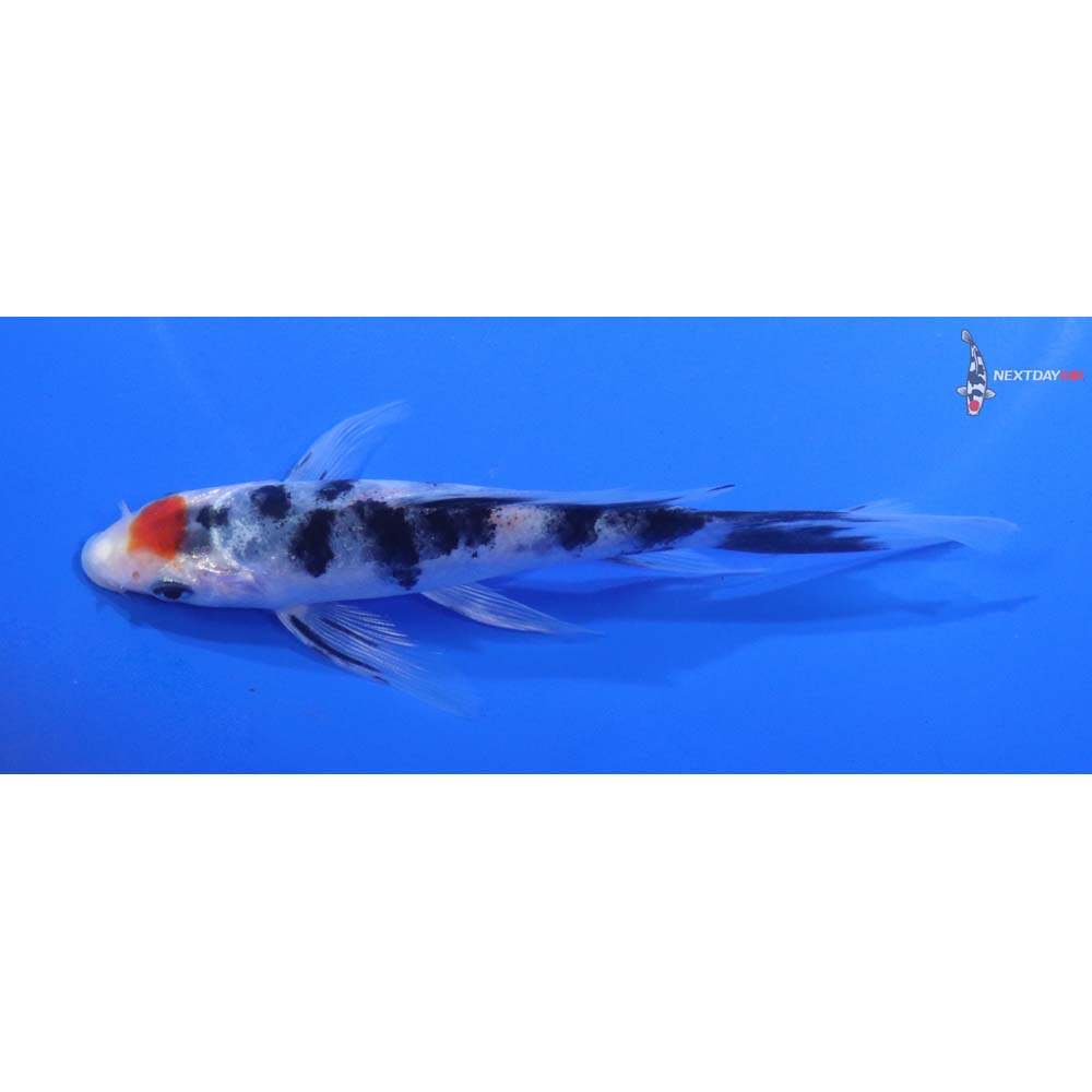 5” Imported Sanke Butterfly Koi