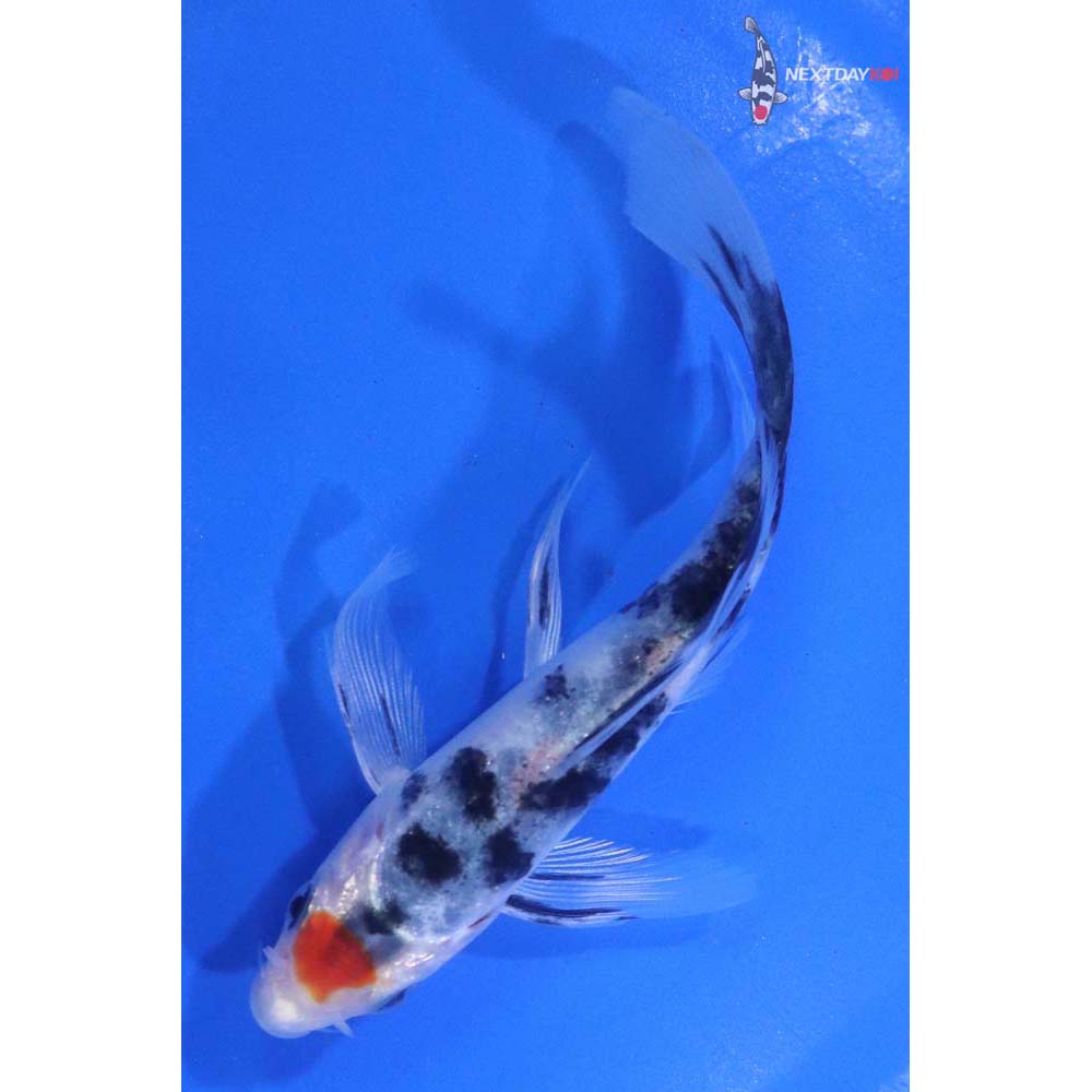 5” Imported Sanke Butterfly Koi