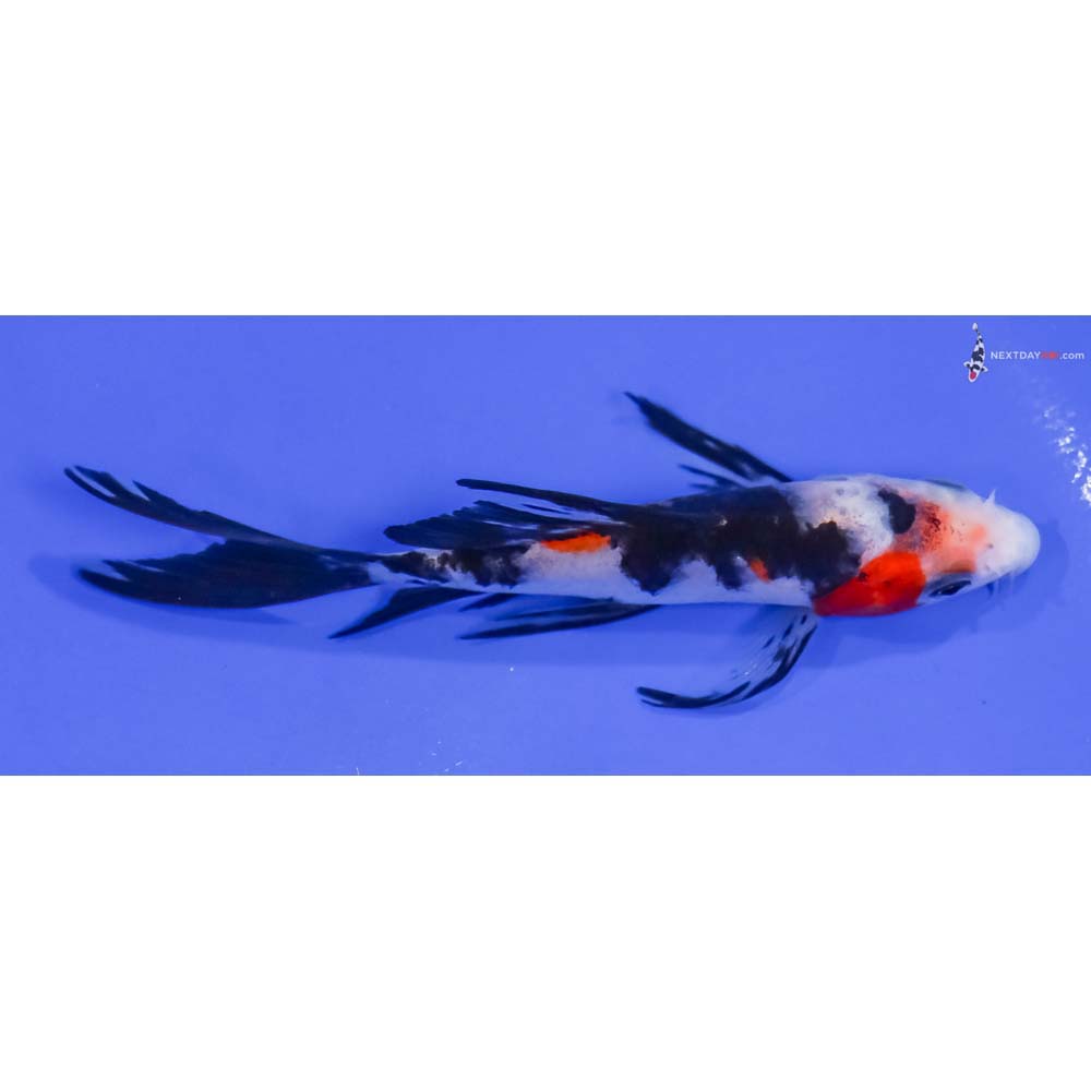 5” Imported Sanke Butterfly Koi