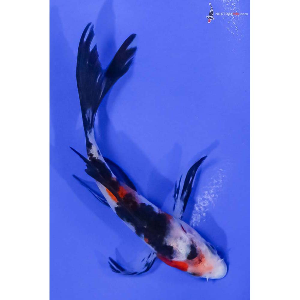 5” Imported Sanke Butterfly Koi