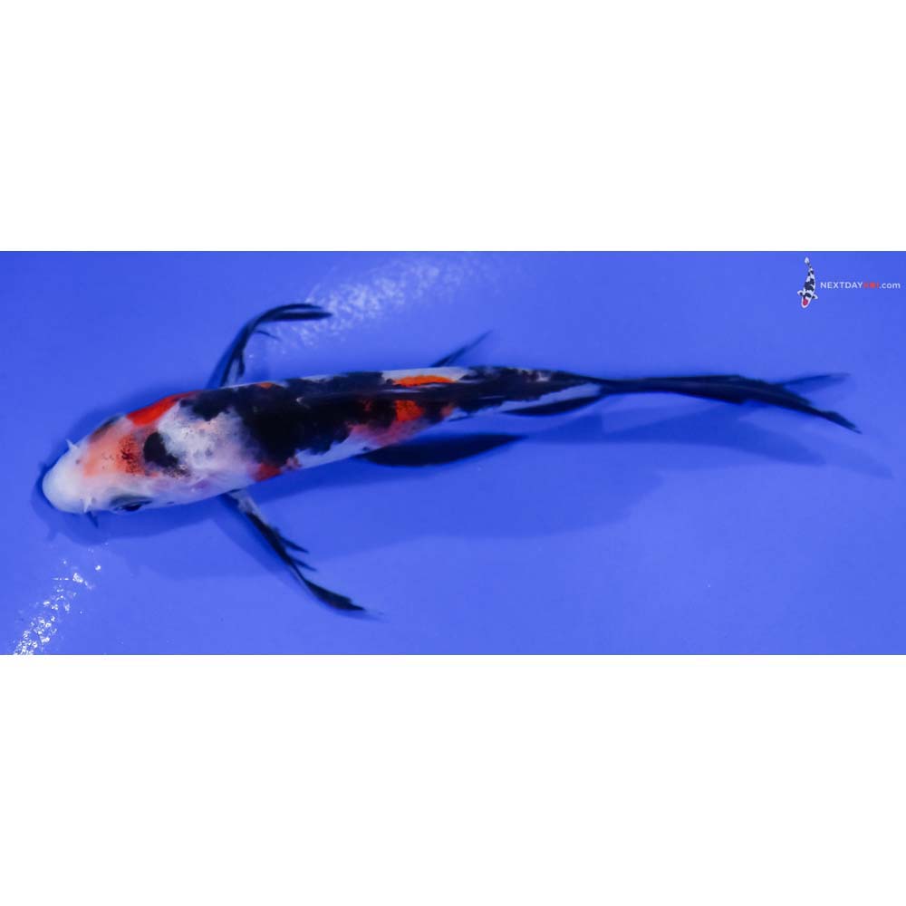 5” Imported Sanke Butterfly Koi