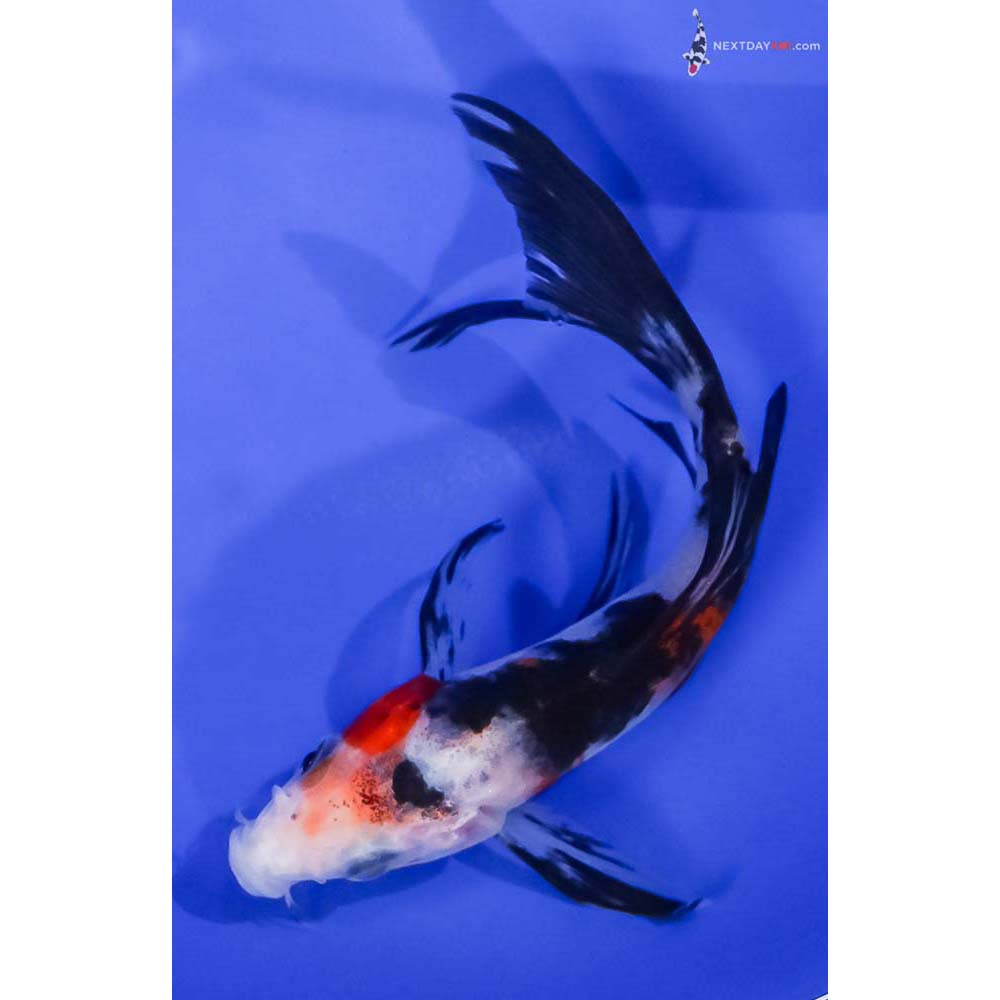 5” Imported Sanke Butterfly Koi