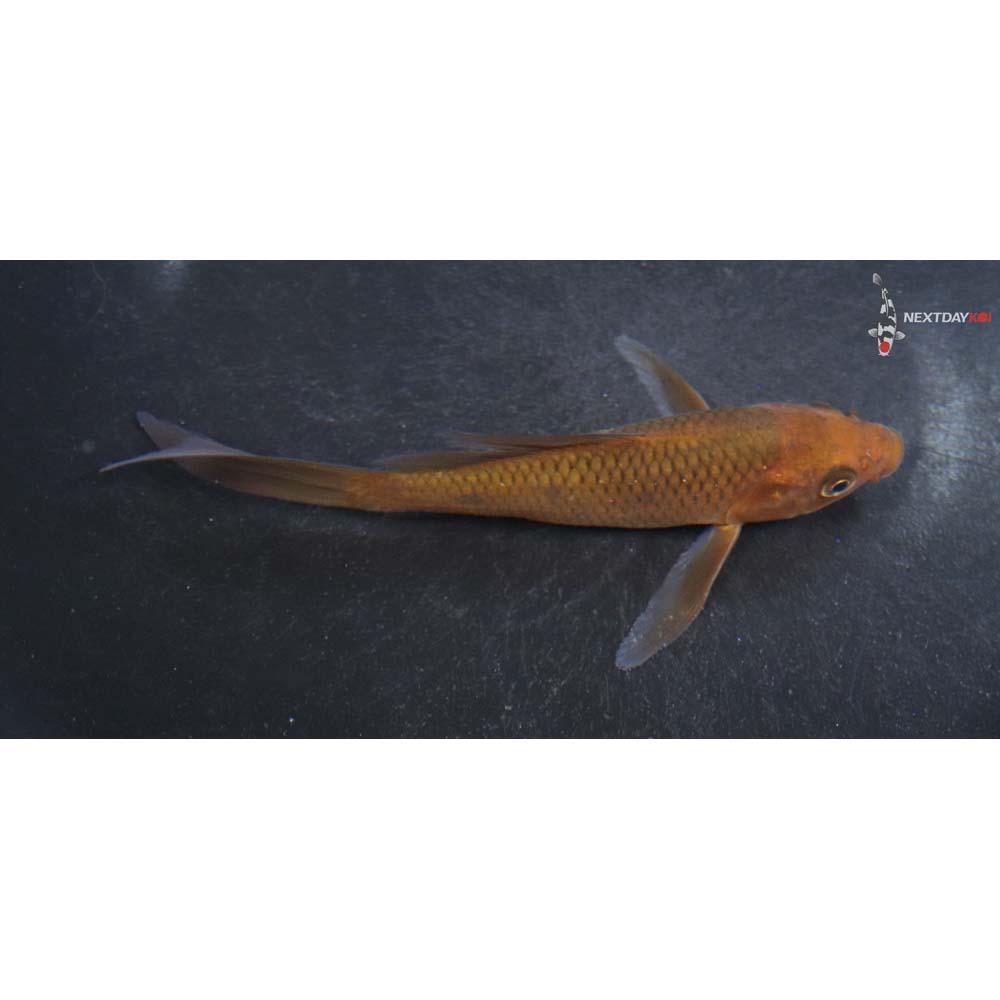 4.5” Imported Chagoi Butterfly Koi