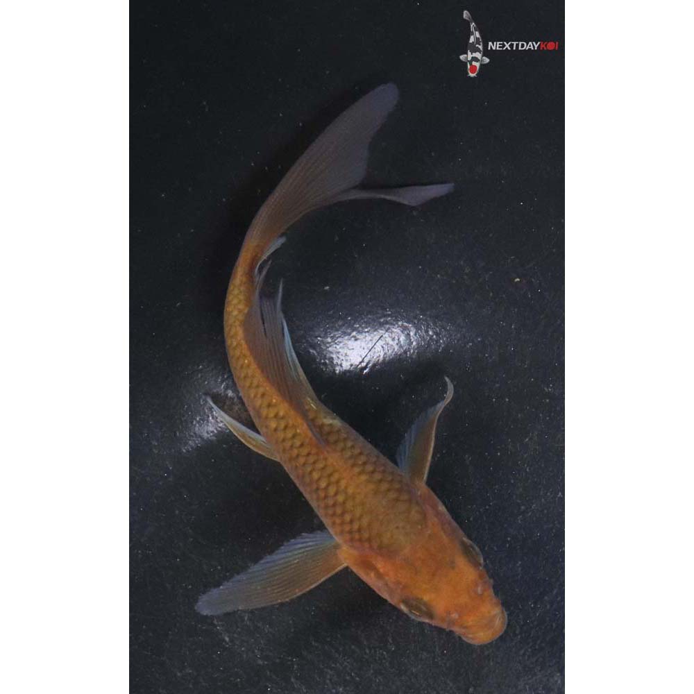 4.5” Imported Chagoi Butterfly Koi