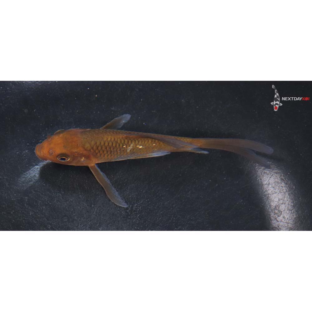 4.5” Imported Chagoi Butterfly Koi