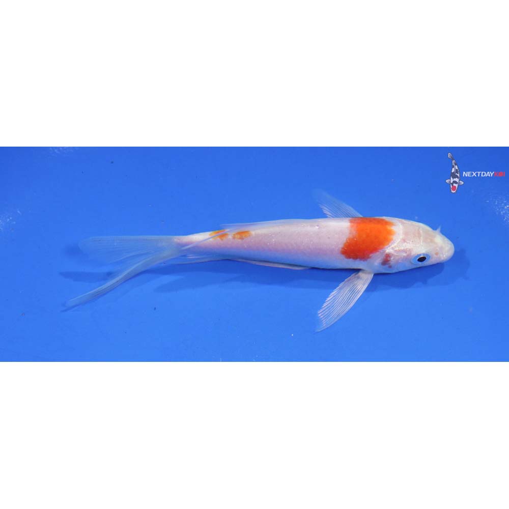 5” Imported Kikusui Butterfly Koi