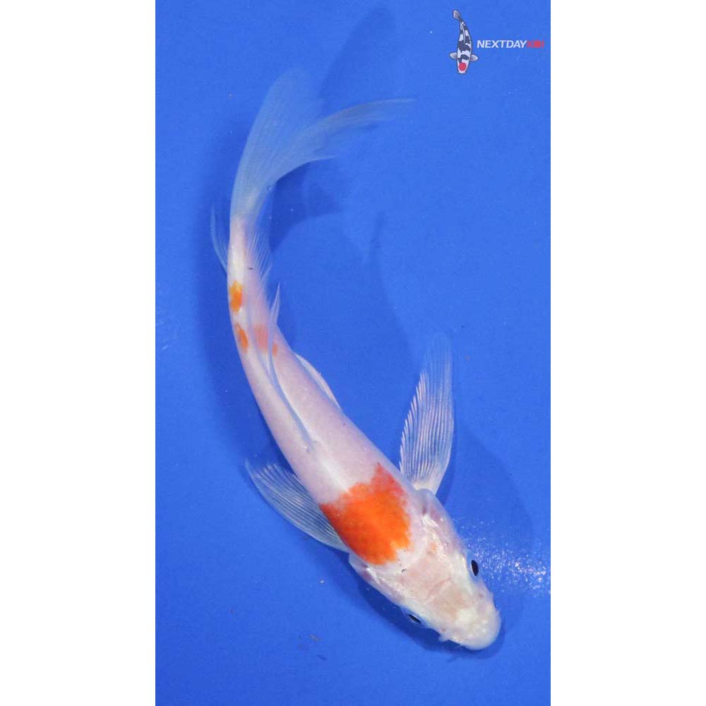 5” Imported Kikusui Butterfly Koi