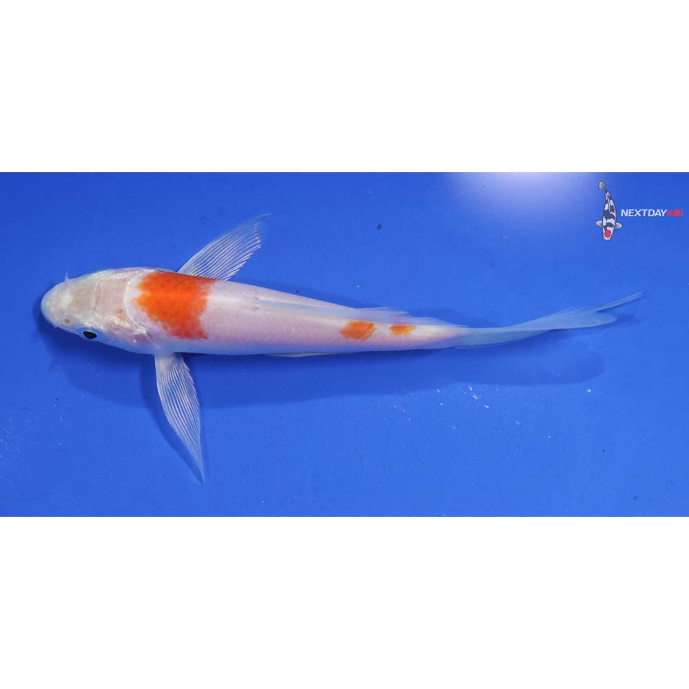 5” Imported Kikusui Butterfly Koi