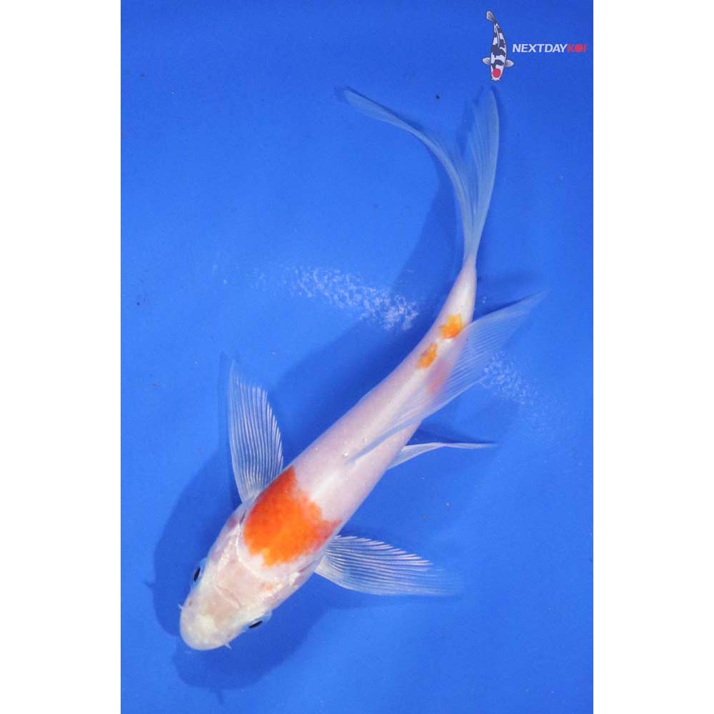 5” Imported Kikusui Butterfly Koi