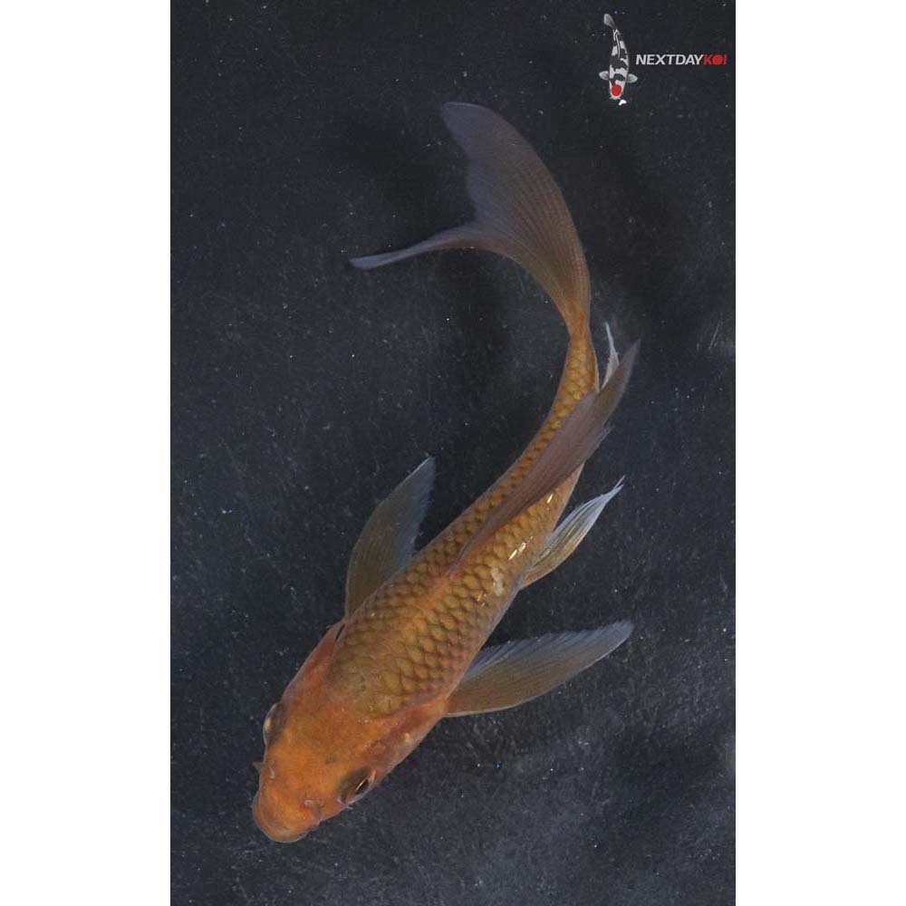 4.5” Imported Chagoi Butterfly Koi