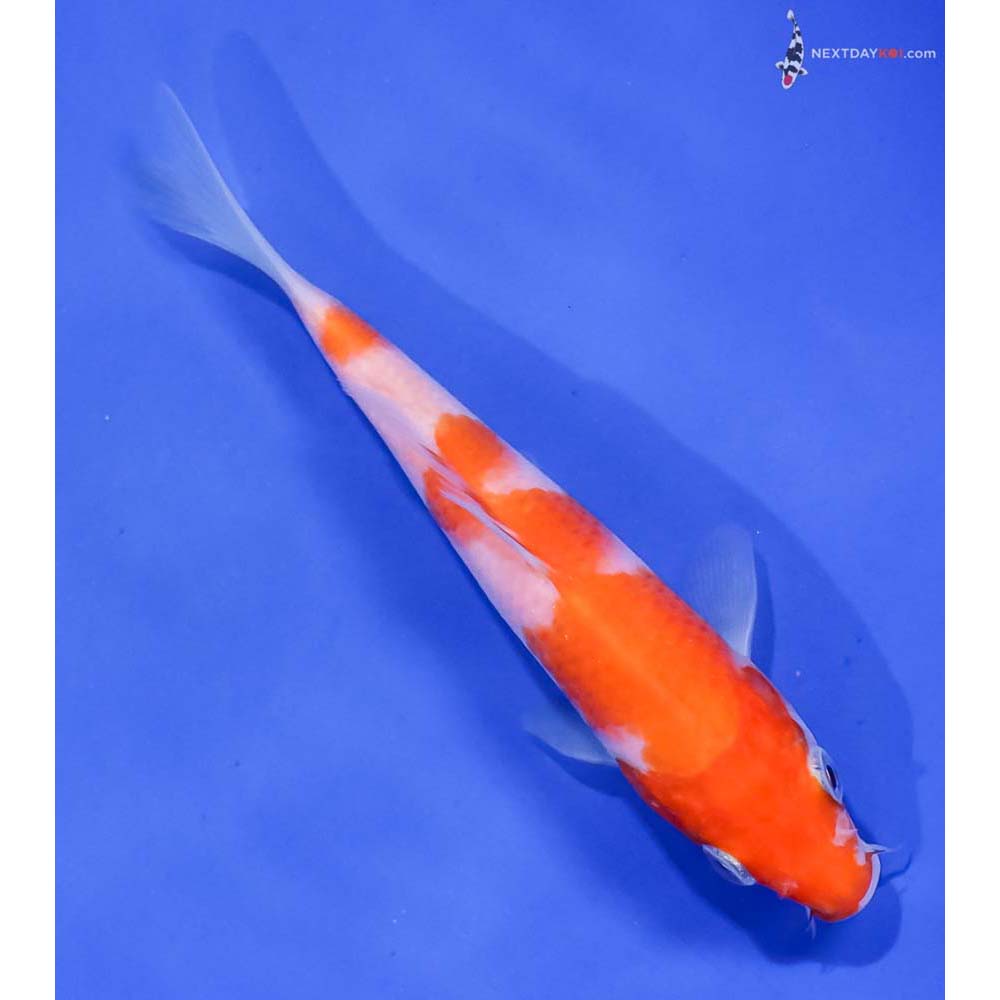 5” Imported Kohaku