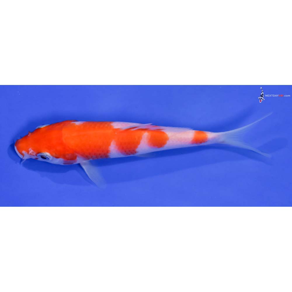 5” Imported Kohaku