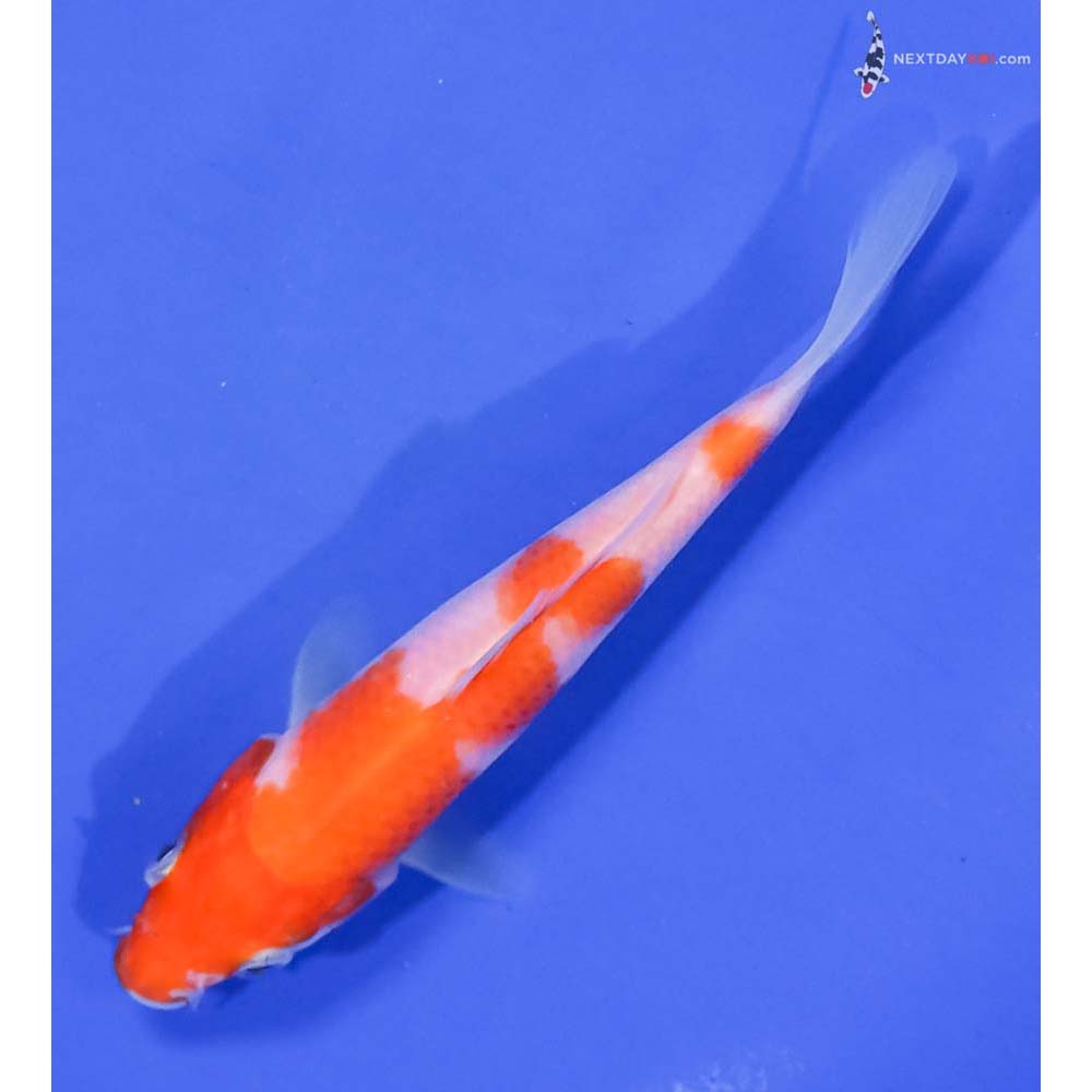 5” Imported Kohaku