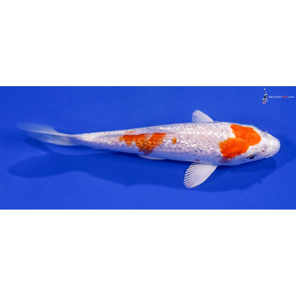 5” Imported Gin Rin Hariwake