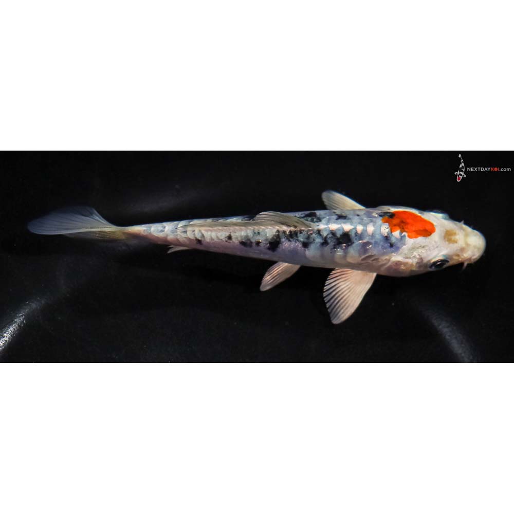 5.5” Imported Heisei Nishiki