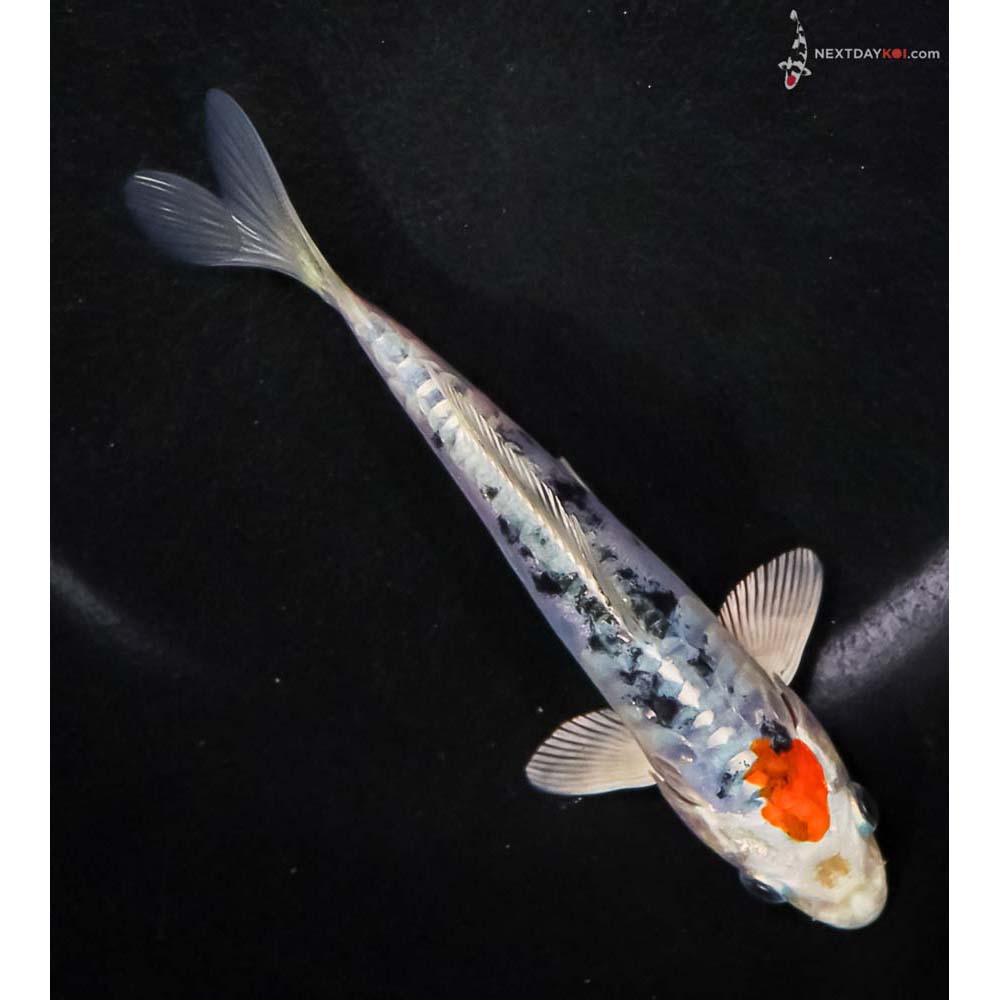 5.5” Imported Heisei Nishiki