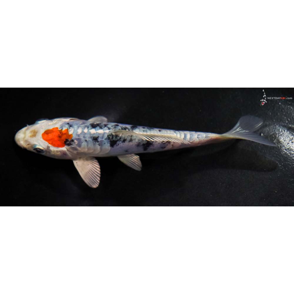 5.5” Imported Heisei Nishiki