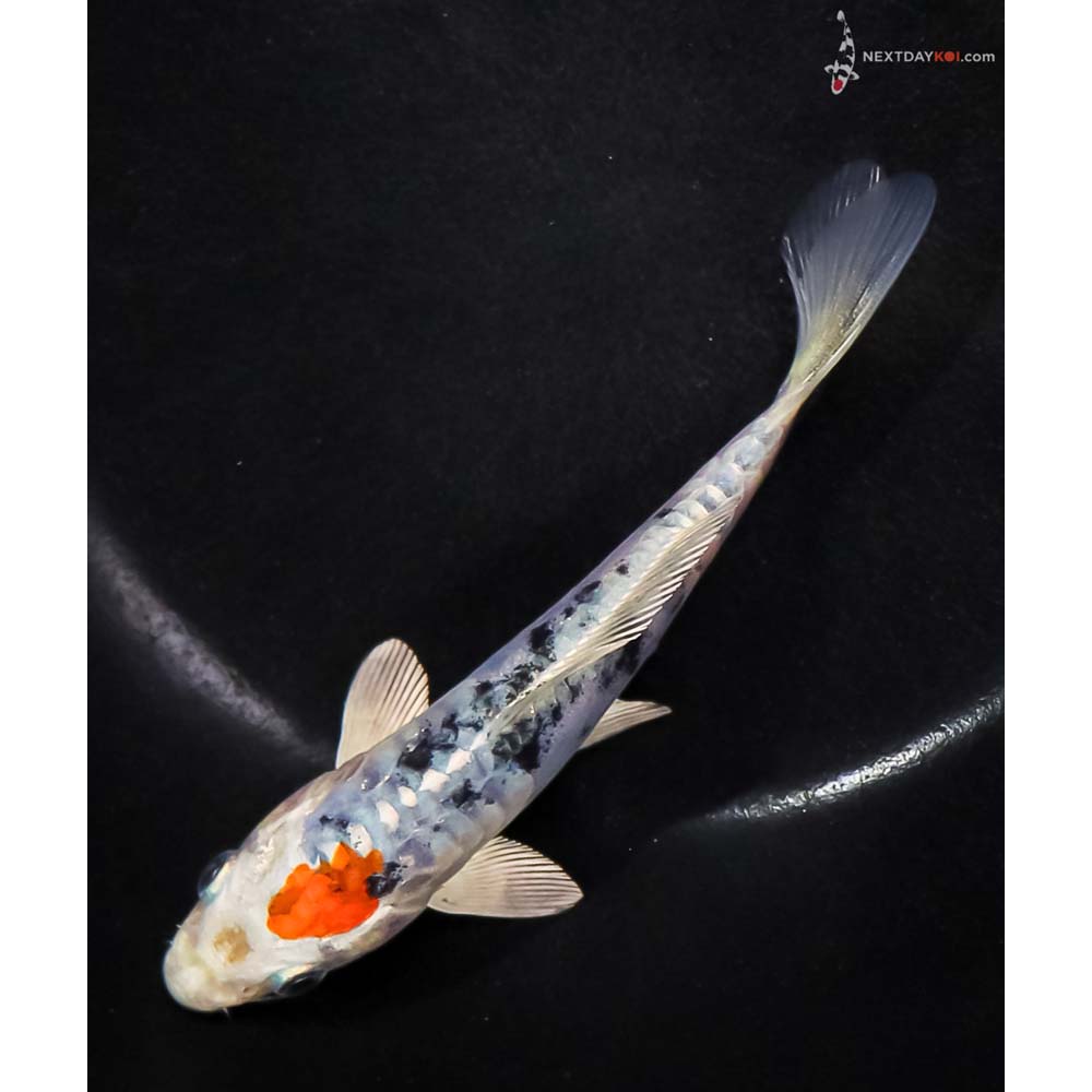 5.5” Imported Heisei Nishiki