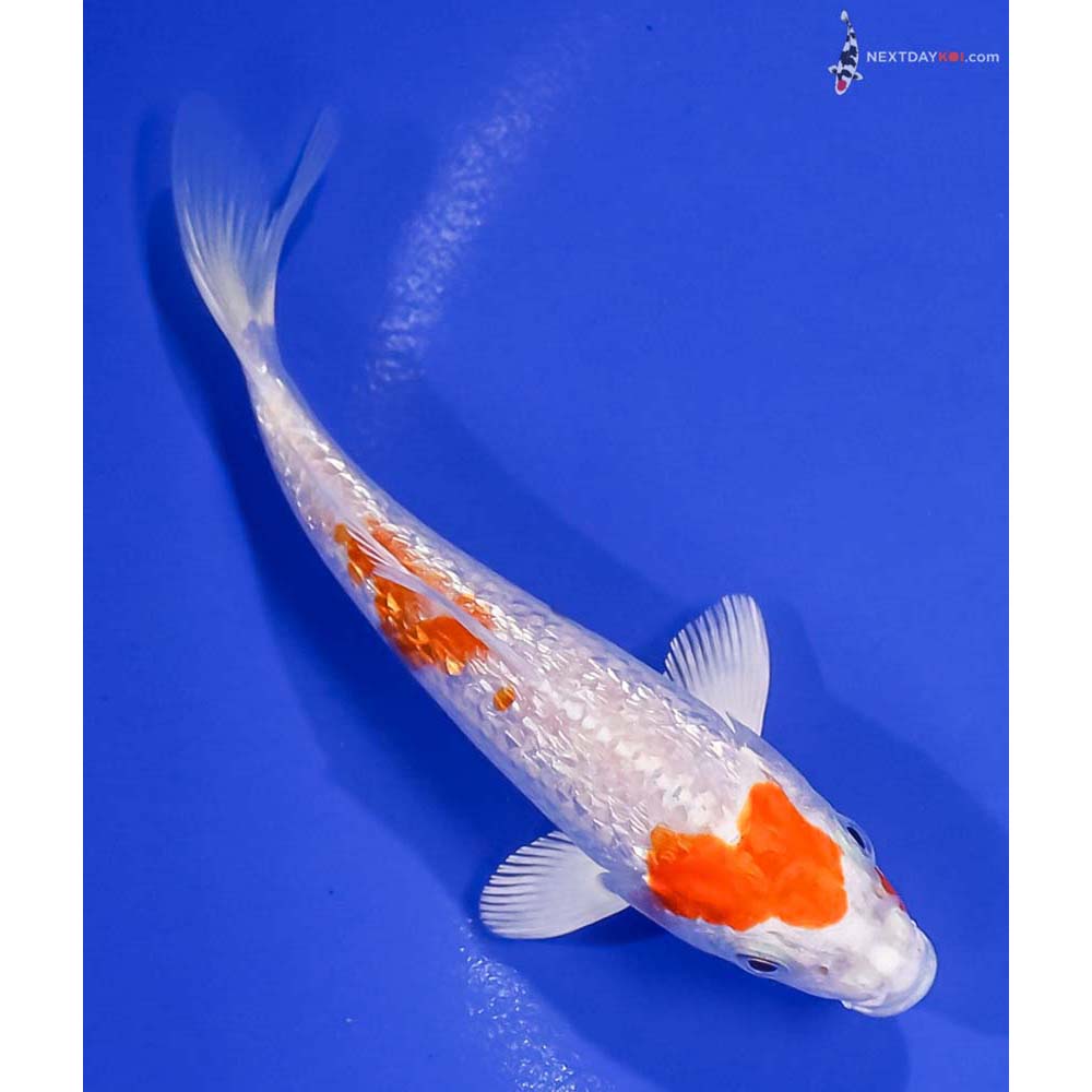 5” Imported Gin Rin Hariwake