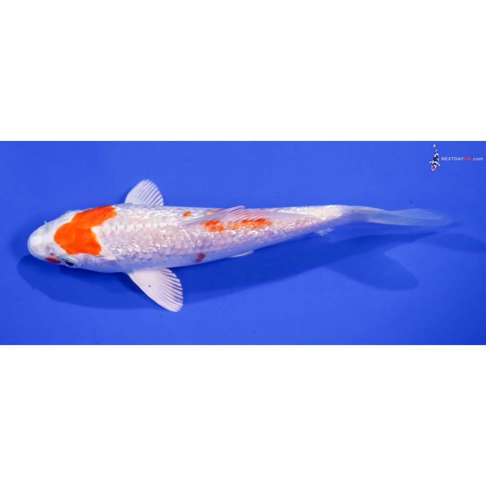 5” Imported Gin Rin Hariwake