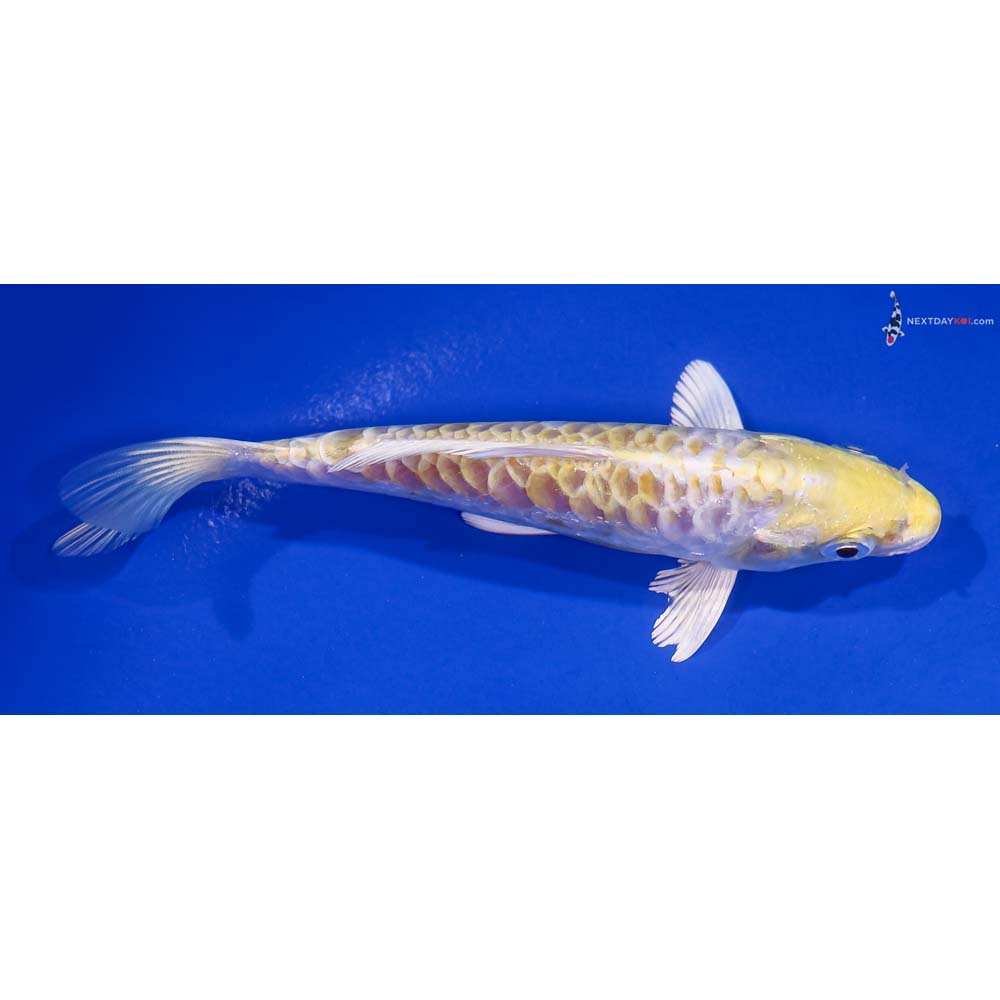 5.5” Imported Armor Scaled Lemon Hariwake