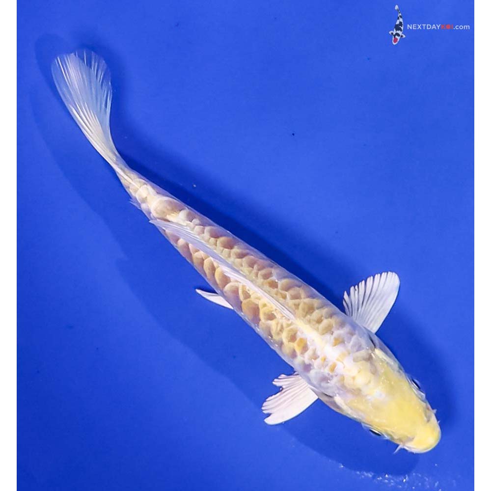 5.5” Imported Armor Scaled Lemon Hariwake