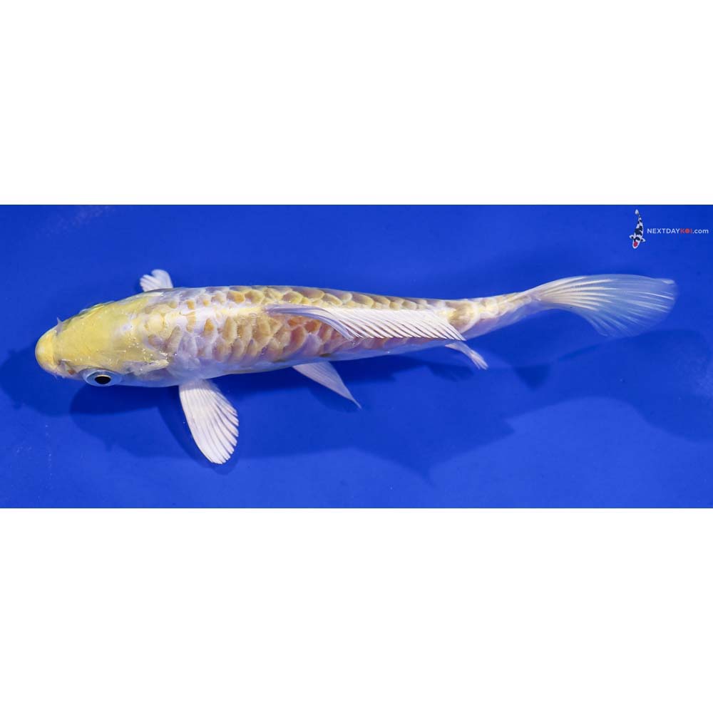 5.5” Imported Armor Scaled Lemon Hariwake