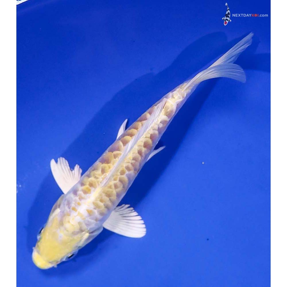 5.5” Imported Armor Scaled Lemon Hariwake