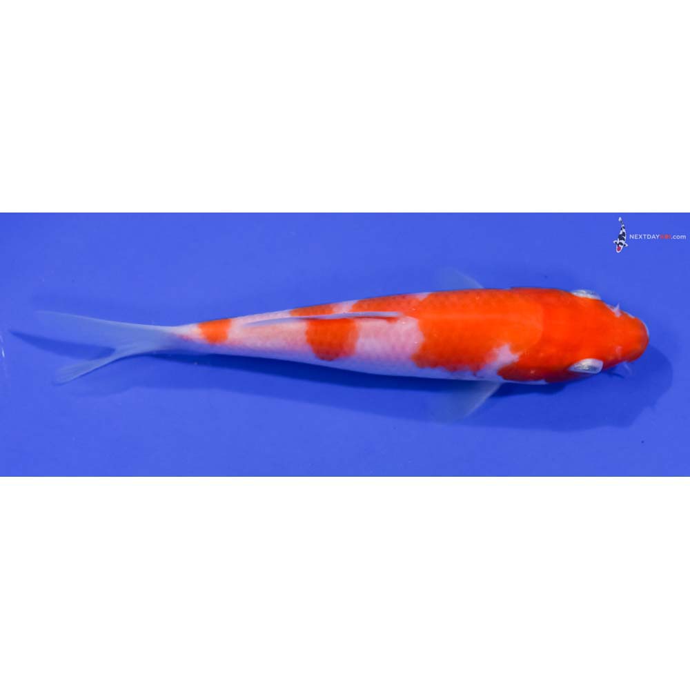 5” Imported Kohaku