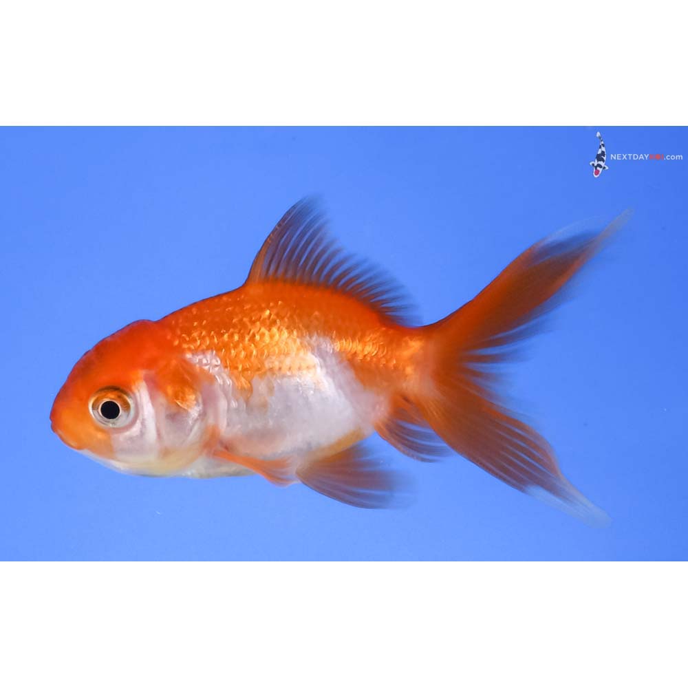 3” Imported Red and White Oranda