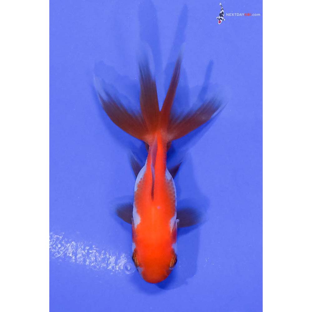 3” Imported Red and White Oranda