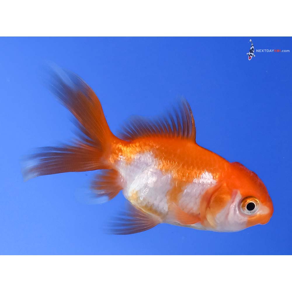3” Imported Red and White Oranda