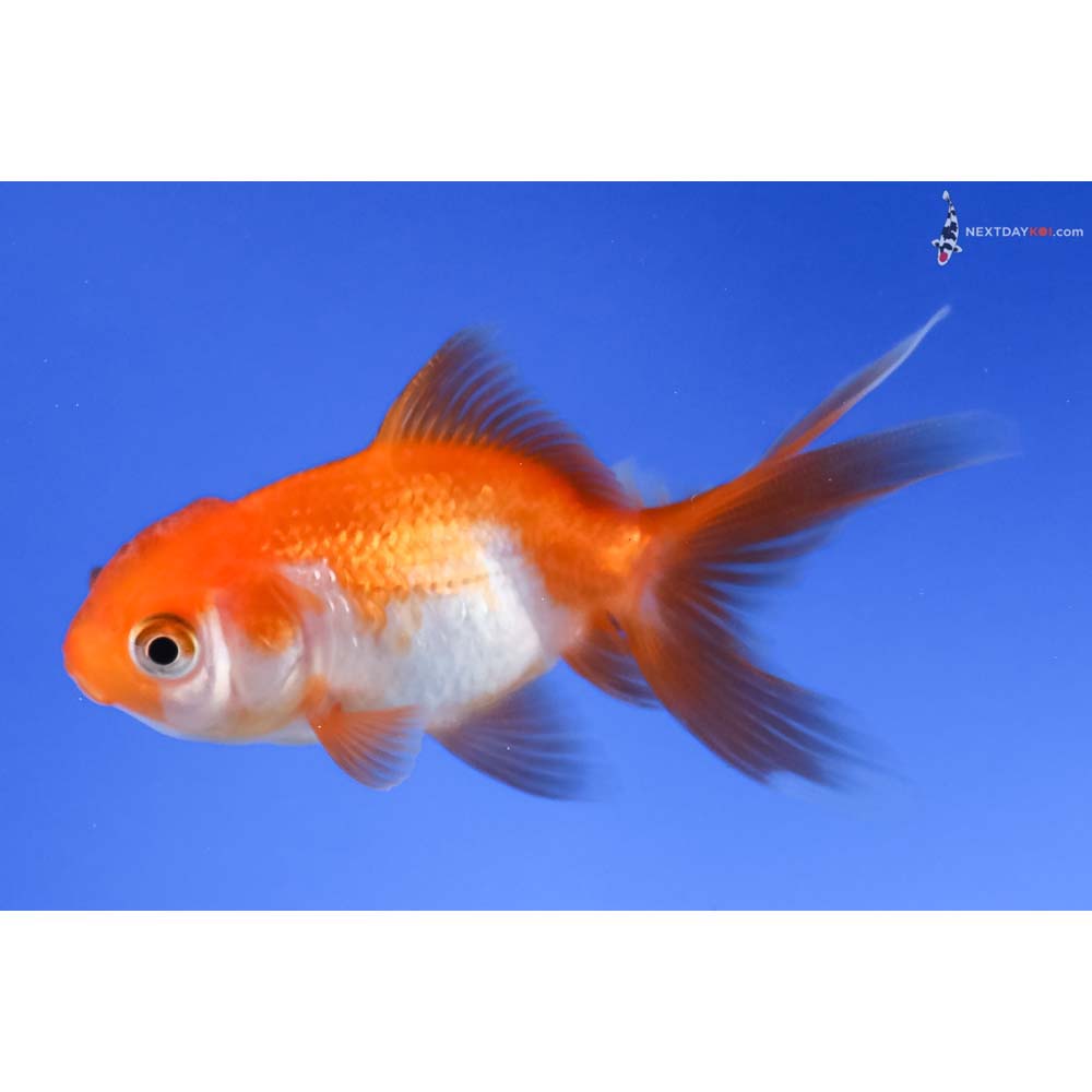 3” Imported Red and White Oranda